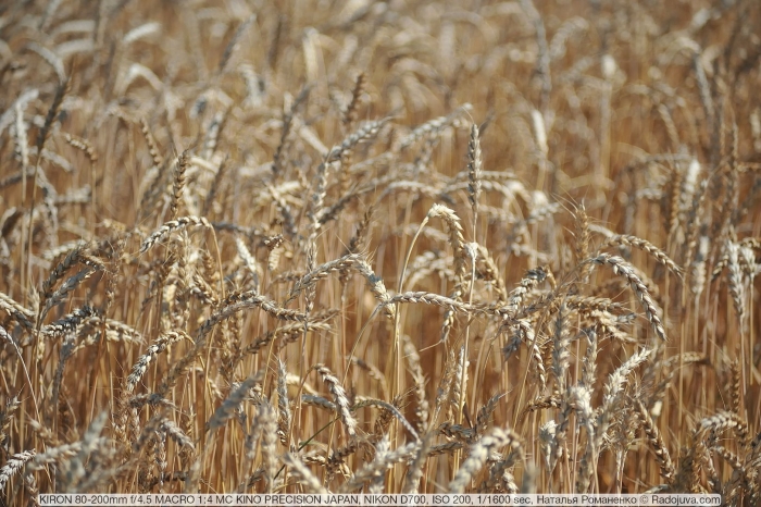 Лютесценс пшеница