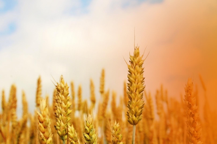 Колоски пшеницы