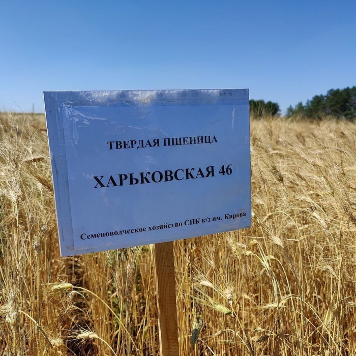 Пшеница твердая