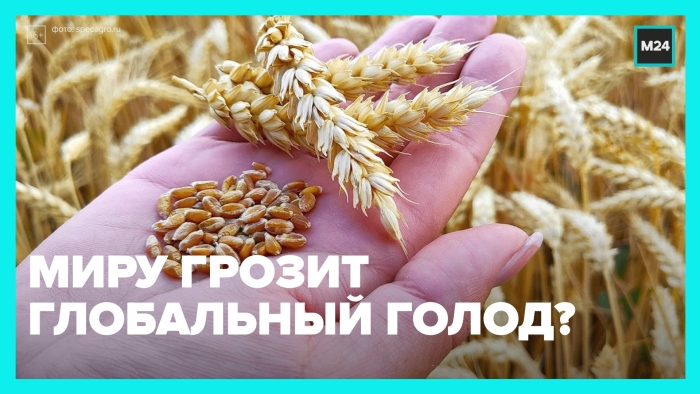 Пшеница зерна