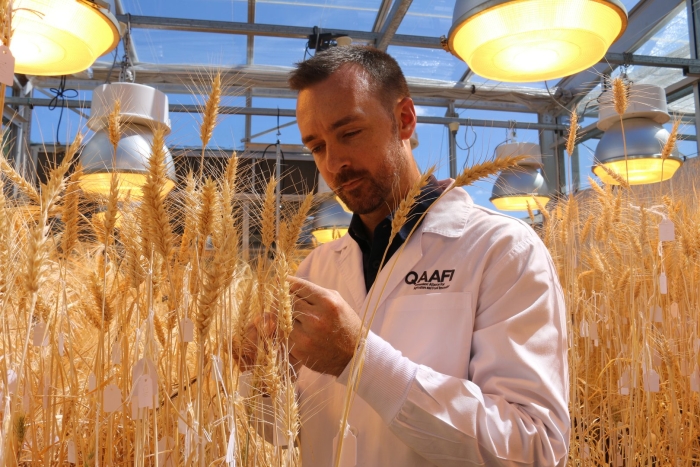 Выращивание пшеницы