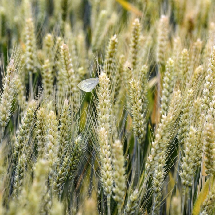 Озимая пшеница