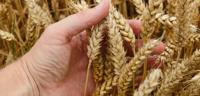 Яровая пшеница