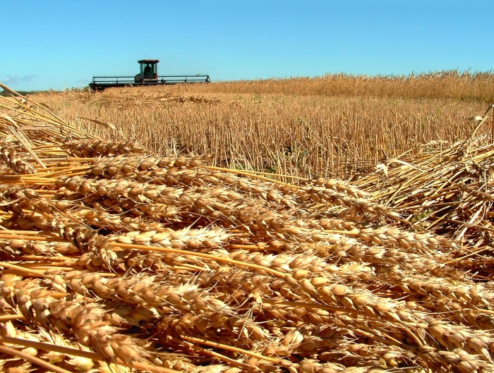 Сбор пшеницы