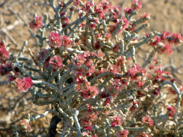 Ежовник (семейство амарантовые)