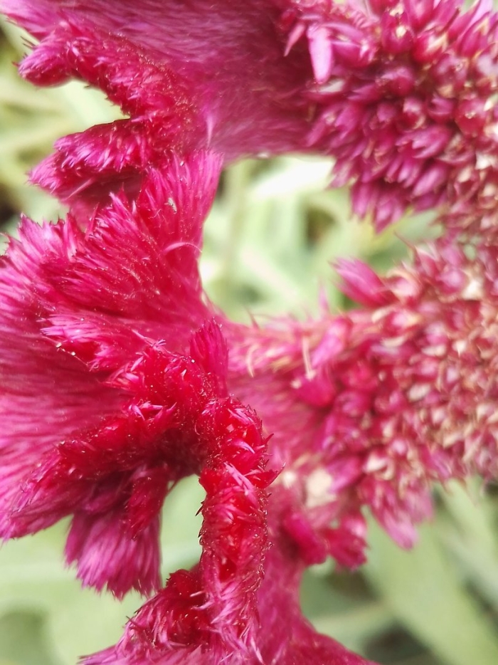 Цветок целозия петушиный гребешок