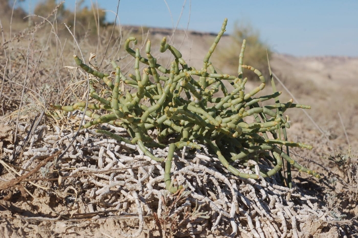 Сарсазан (halocnemum strobilaceum)
