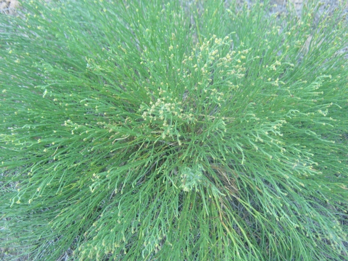 Анабазис ежовник безлистный