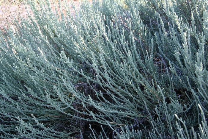 Анабазис безлистный