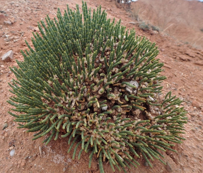 Ежовник анабазис