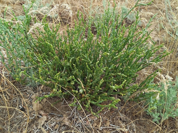 Сарсазан (halocnemum strobilaceum)