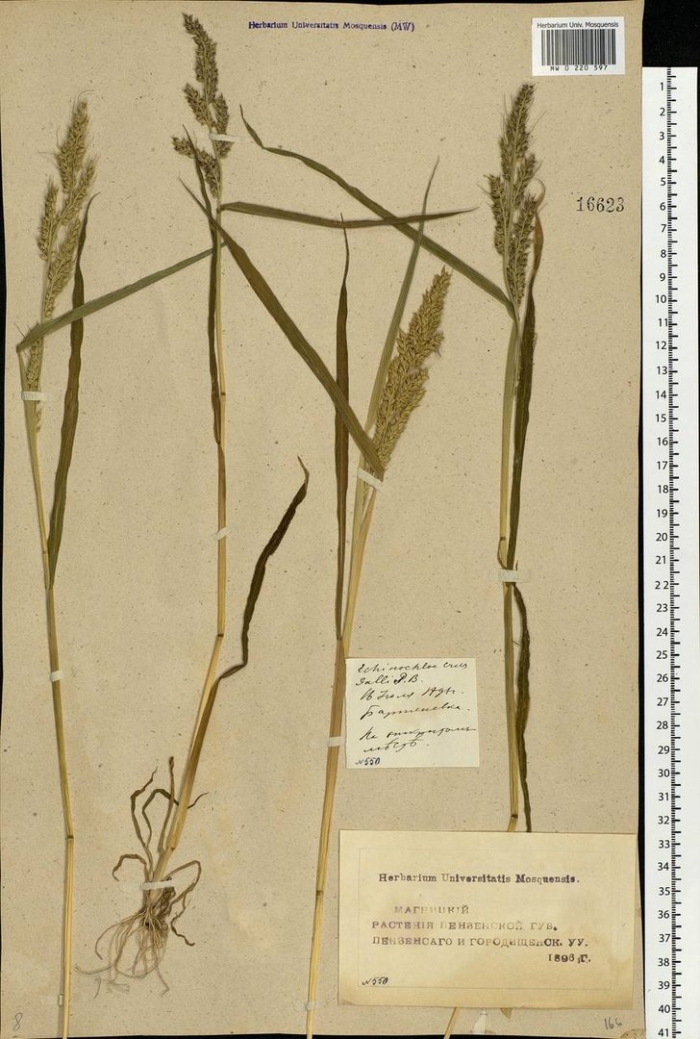 Сорго алеппское гумай