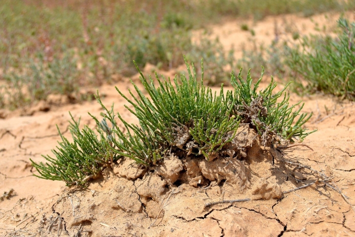 Анабазис солончаковый