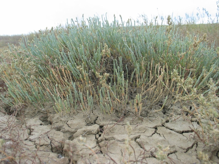 Анабазис солончаковый