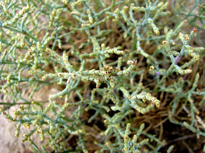 Анабазис солончаковый