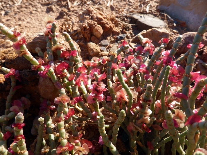 Ежовник (семейство амарантовые)