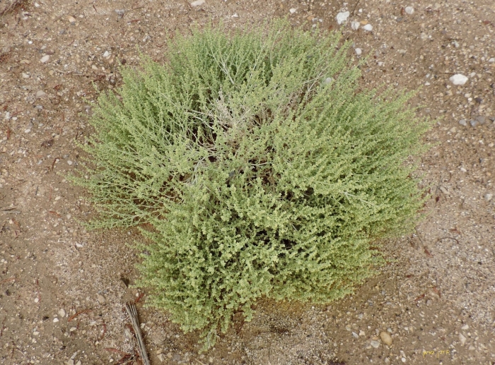 Анабазис солончаковый