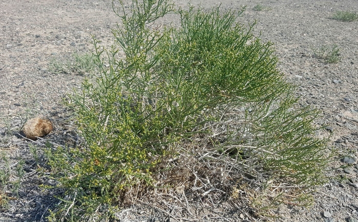 Анабазис ежовник безлистный