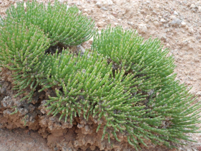 Ежовник анабазис