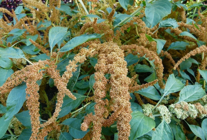 Amaranthus cruentus