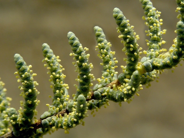 Сарсазан (halocnemum strobilaceum)