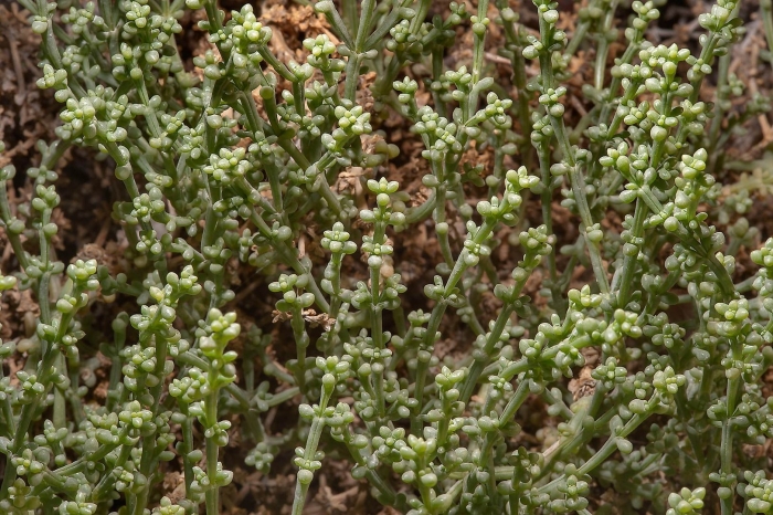Kalidium foliatum