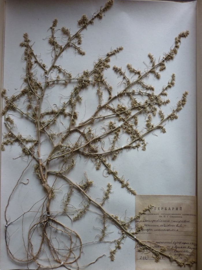 Полынь баргузинская — artemisia bargusinensis