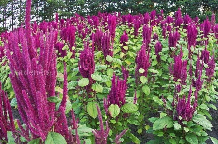 Цветок амарант