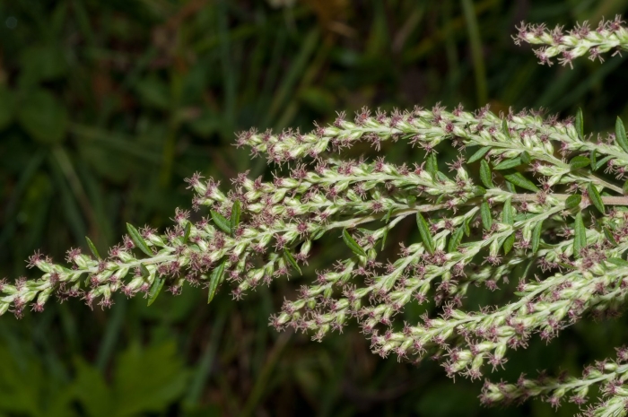 Ежовник обыкновенный