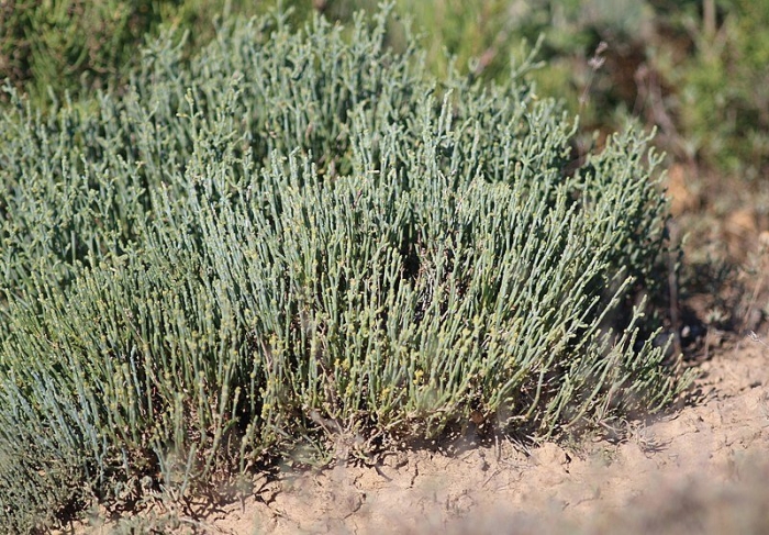 Allenrolfea occidentalis