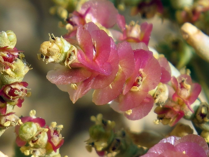 Ежовник (семейство амарантовые)
