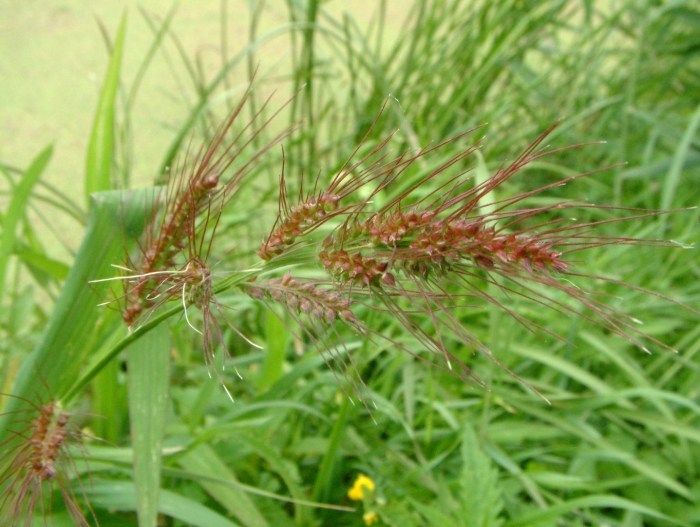Ежовник петушье просо