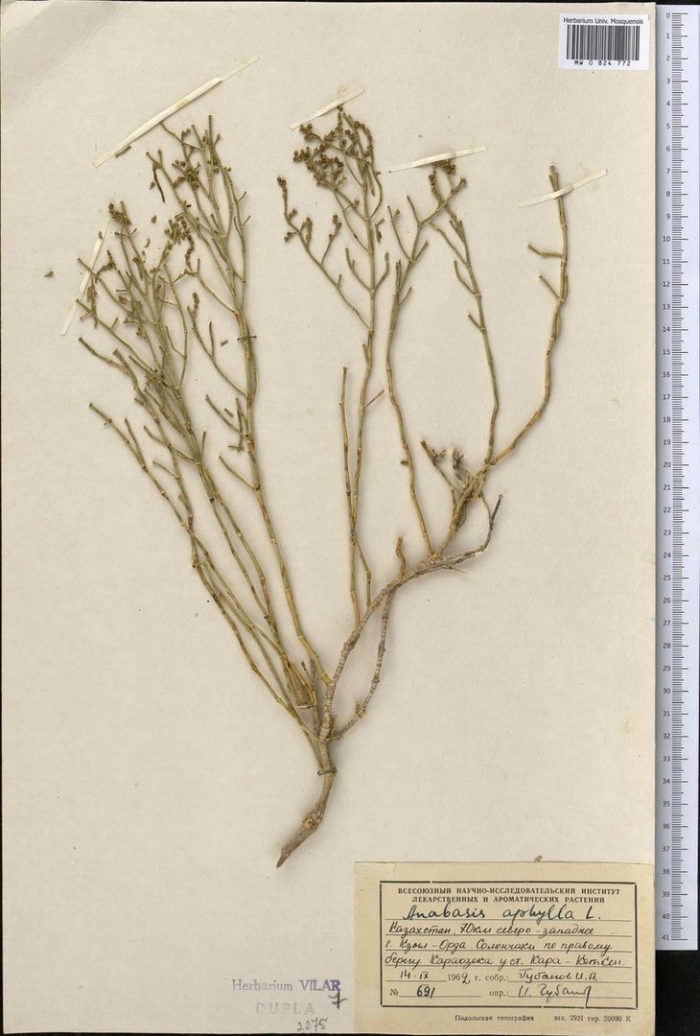 Анабазис безлистный