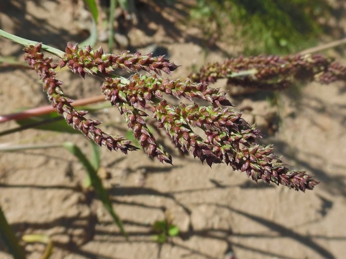 Echinochloa crus galli