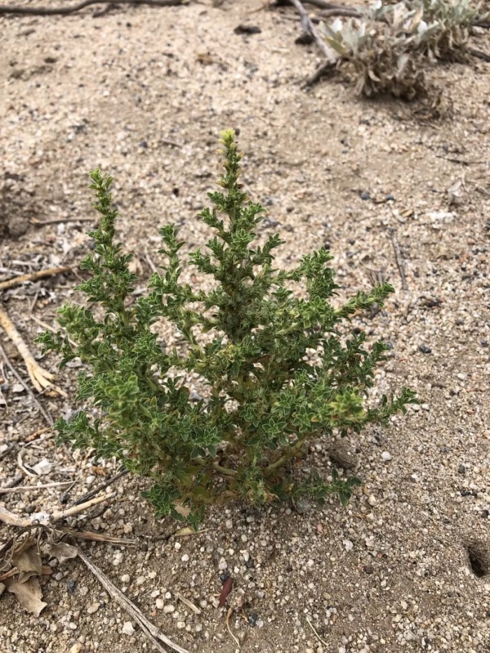 Щирица белая