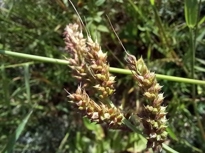 Echinochloa crus galli