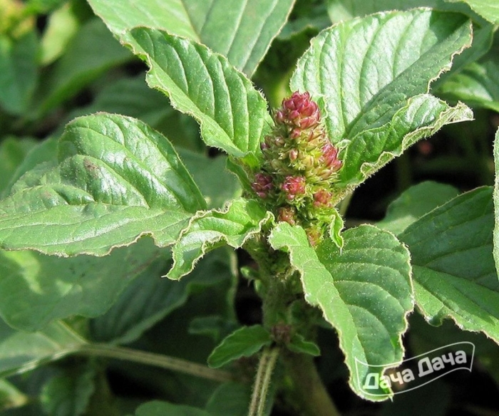 Щирица запрокинутая amaranthus retroflexus