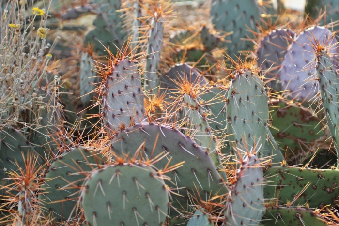 Prickly pear cactus