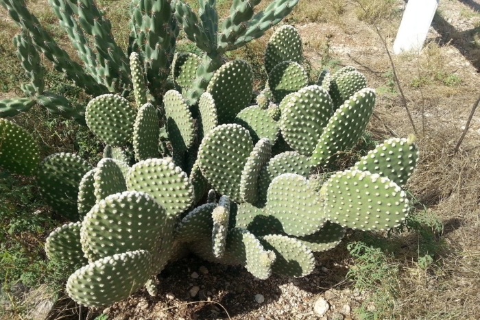 Опунция обыкновенная