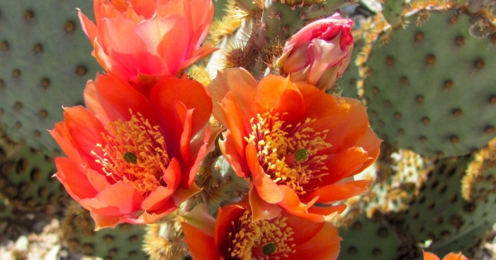 Опунция кактус