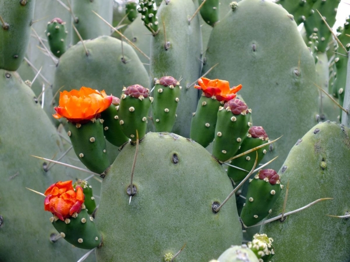 Опунция индийская кактус