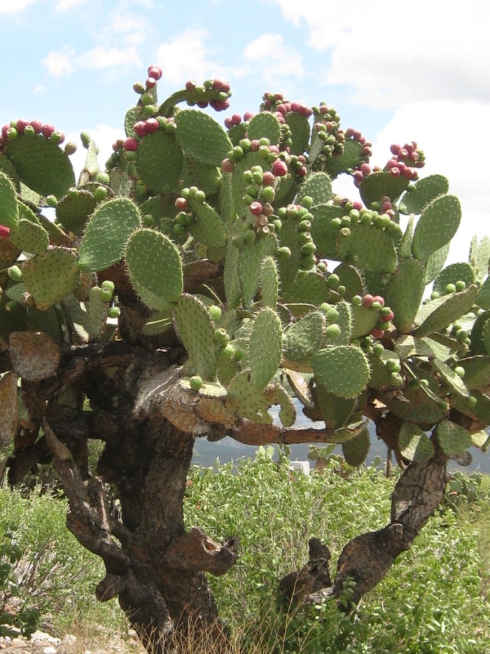 Opuntia streptacantha