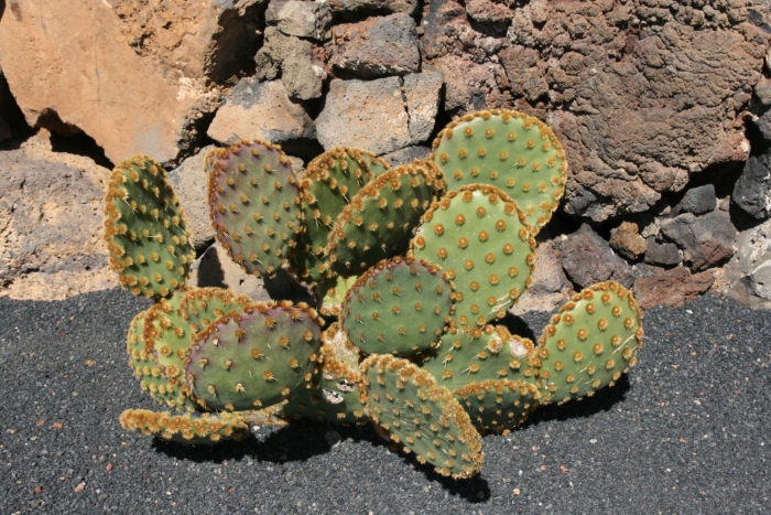 Опунция энгельманна