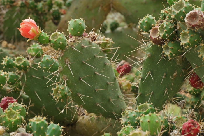 Опунция бергера (opuntia bergeriana)