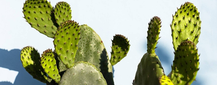 Prickly pear cactus