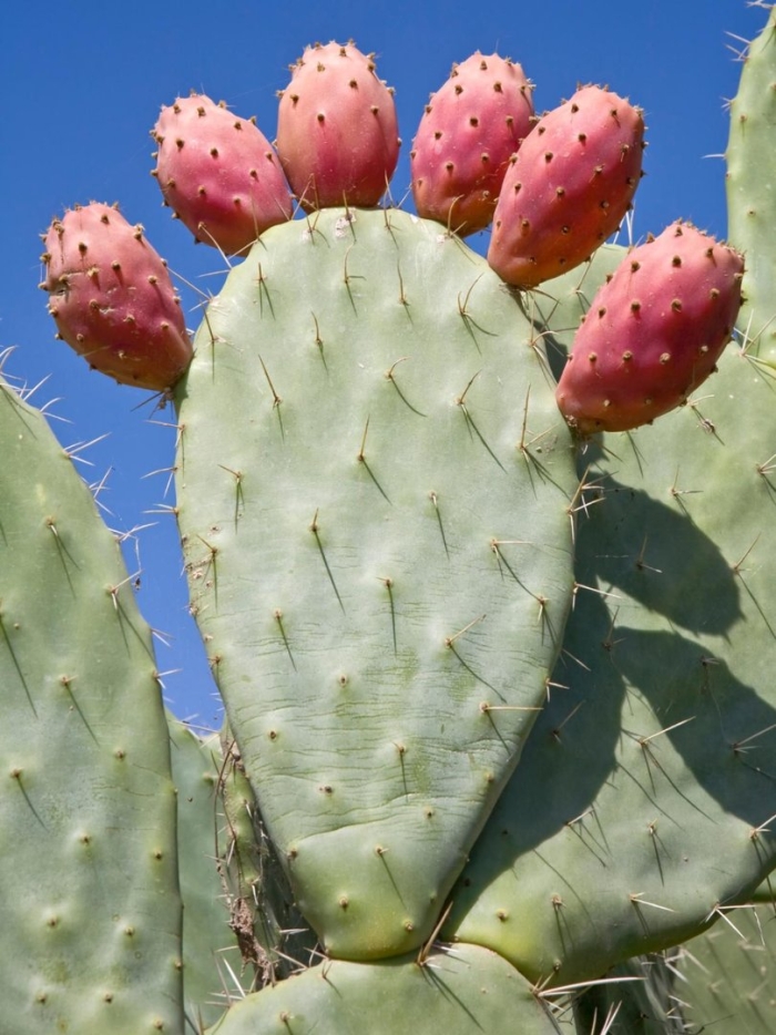Opuntia monacantha