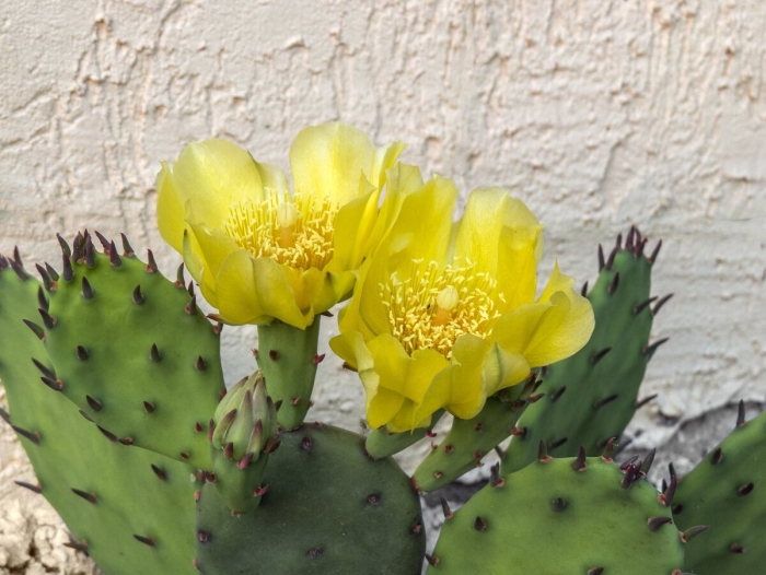 Опунция кактус