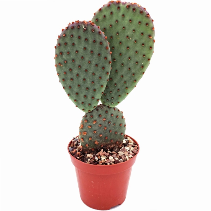 Кактус опунция мелковолосистая