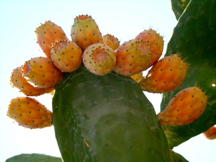 Опунция инжирная кактус