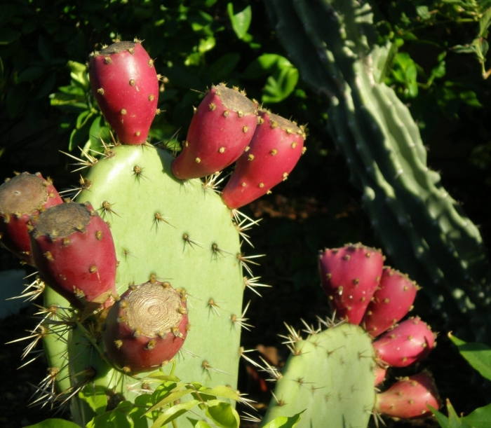 Плоды кактуса опунция